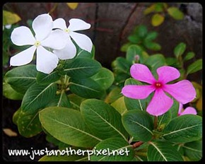 flower1
