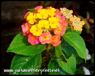 [flower23.jpg]