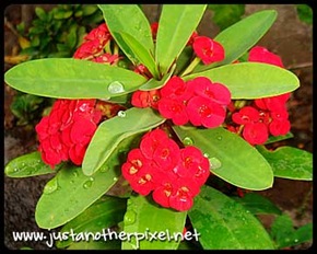 flower3