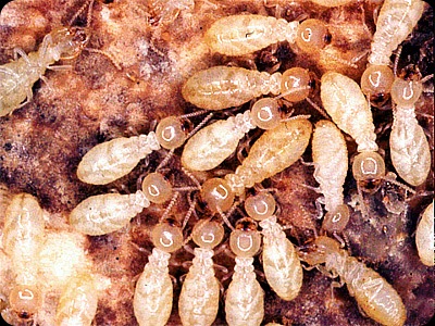Termites