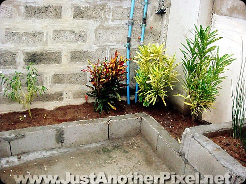 New plants at our garden - JustAnotherPixel.net
