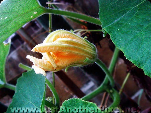 Blooming Gumamela flower - JustAnotherPixel.net