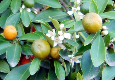 Calamansi or Calamondin - JustAnotherPixel.net