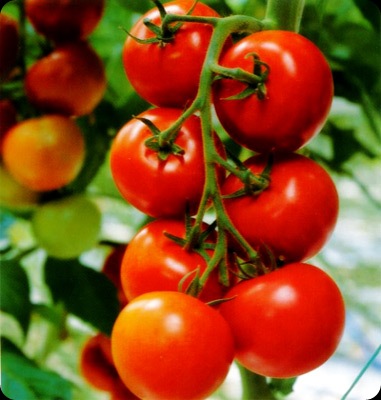 Tomatoes - JustAnotherPixel.net