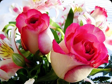 Roses - JustAnotherPixel.net