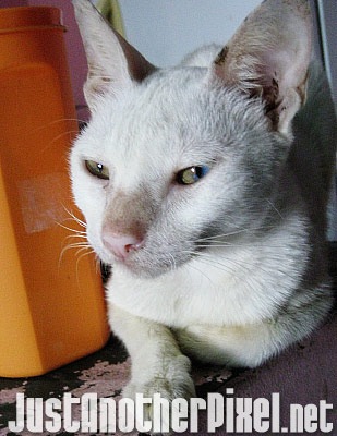 Maui, our hunter cat LOL - JustAnotherPixel.net