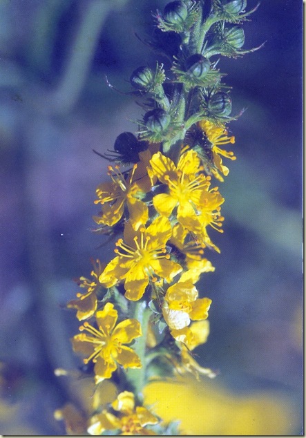 Florais de Bach Acrimony Florais de Bach Acrimony