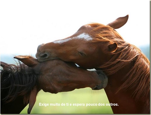 Cavalos 06 Cavalos 06