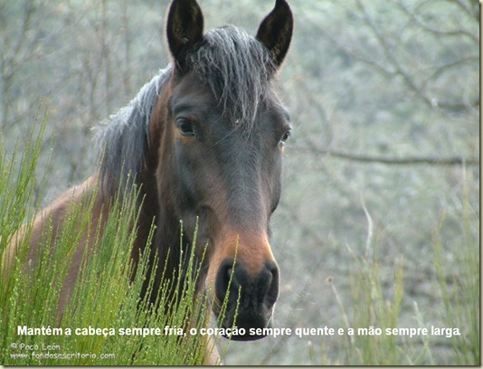 Cavalos 16 Cavalos 16