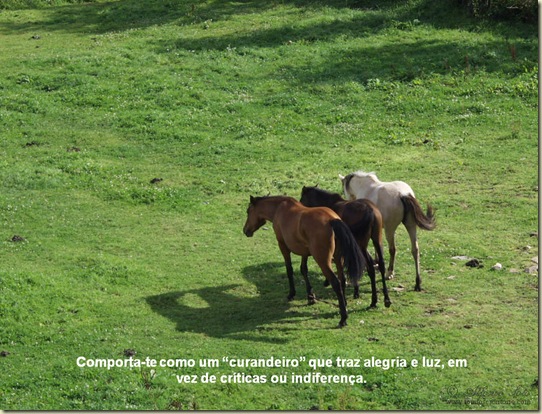 Cavalos 17 Cavalos 17