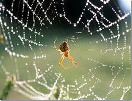 Aranha Aranha