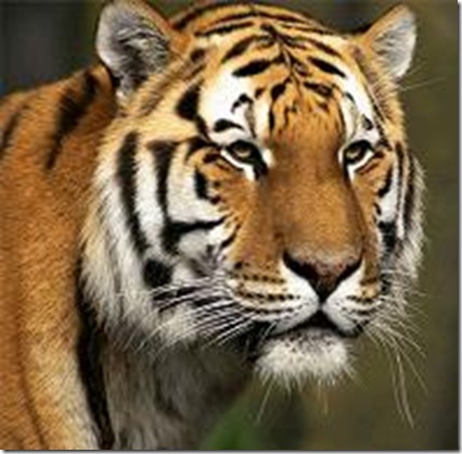 Tigre Tigre