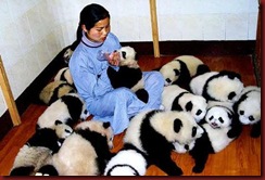 Enem pandas