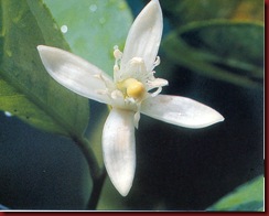 FSG Limão
