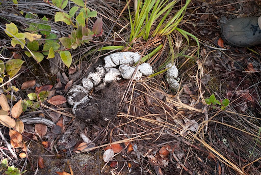 Tiger droppings on Kemiri