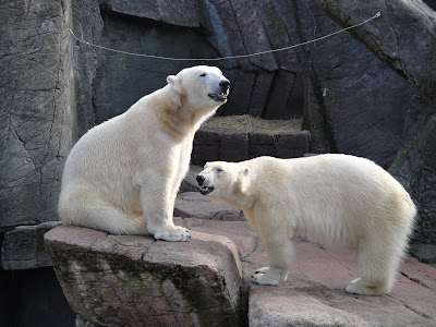 Los osos polares