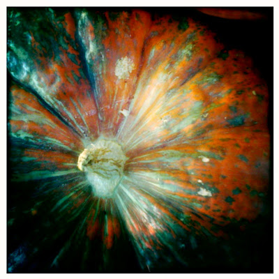 Pumpkin Beauty