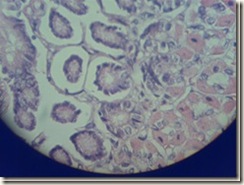 histology slide view (4)_thumb