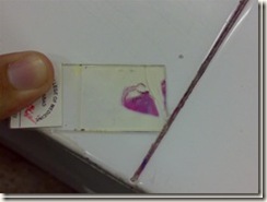 slide of histology 67_thumb