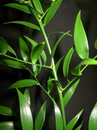[italian-ruscus.jpg]