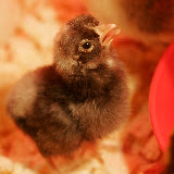 2008 chicks