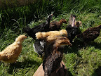 chickens April 2009 081.jpg
