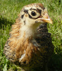 Buttercup April 2009.jpg
