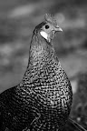 tui portrait small bw.jpg