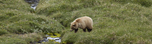 Grizzly bear (by Dave Bezaire & Susi Havens-Bezaire on Flickr)