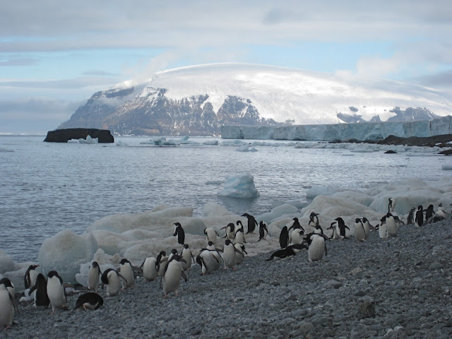 Adelie Penguins, Brown Bluff, Antarctica