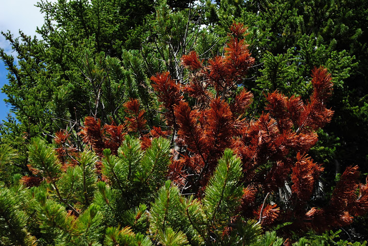 Whitebark pine tree, Fisher Creek, Beartooth Range, Montana