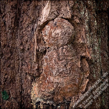 Images Magical: nature of birth: ID 300M