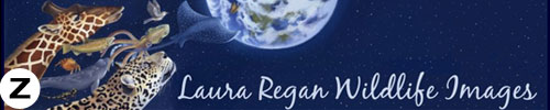Laura Regan Wildlife Art the natural art of Laura Regan