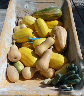 Squash anyone!