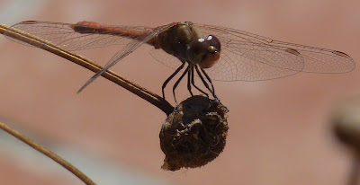 Dragon fly – Desert Darter (Sympetrum sinaiticum)