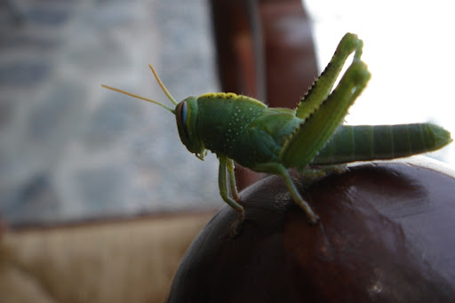 [Image: Egyptian%20grasshopper%20%28Anacridium%2...9%202a.JPG]