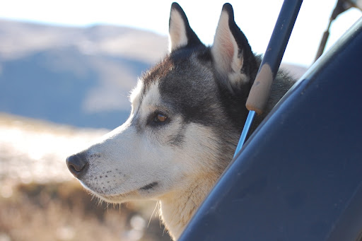 A doggie day out in the mountains