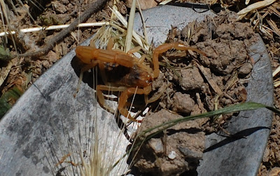 [Image: DSC_0021a.JPG]