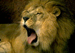 leone leone