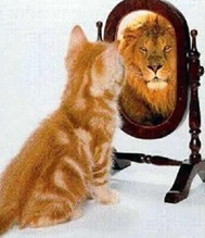 gatto-leone gatto-leone