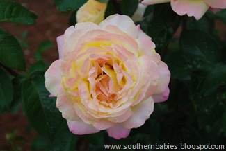 DSC_1099 DSC_1099