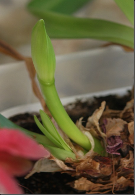 White Amaryllis clone baby