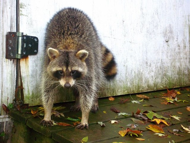 [Wine weekend and Raccoon 066[2].jpg]