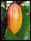 cocoa_indonesia cocoa_indonesia