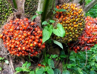 [indonesia_cpo_crude_palm_oil_export_.jpg]