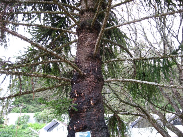 [Ootybotanicalgardentreespecies8.jpg]