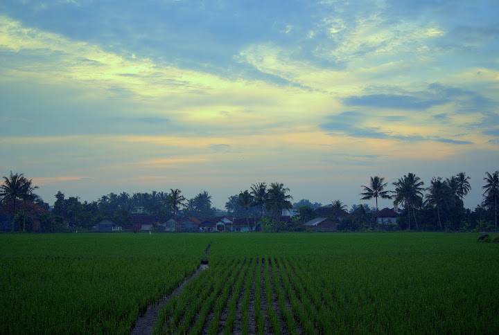 http://lh6.ggpht.com/_bY8lkq00egw/TA8BSNYye4I/AAAAAAAADWY/W9PAAKiua_o/s720/sawah.jpg