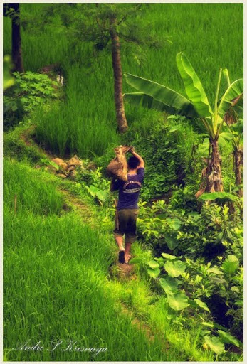 http://lh6.ggpht.com/_bY8lkq00egw/TBc8AKrmC1I/AAAAAAAADZ0/wOPefo5NlPE/s512/nanggung.jpg