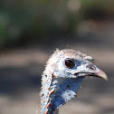 Rio Grande Wild Turkey
