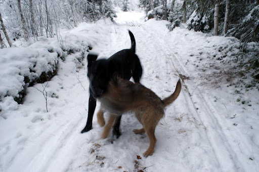 Labradorinnoutajan ja borderterrierin paini